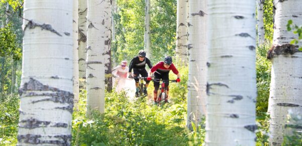 Group of mountain bikers speed through an aspen grove on singletrack near Vail, Colorado.