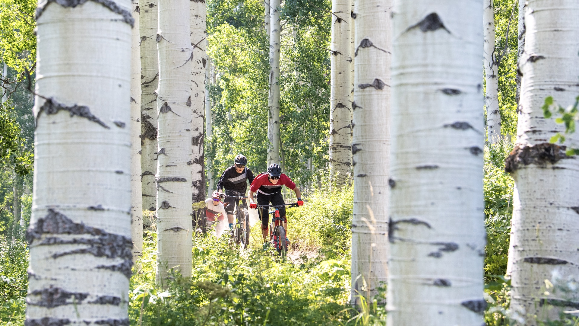 A group of mountain bikers ride through a forest of aspen trees.