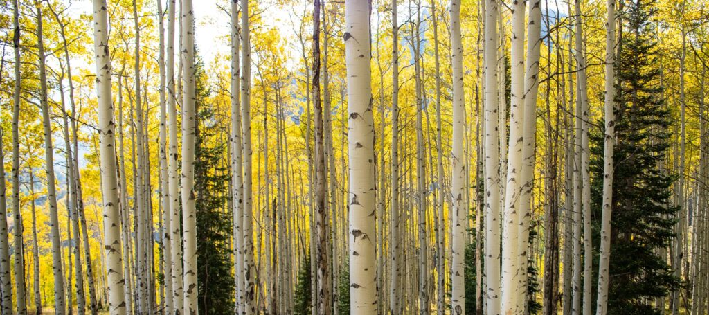 A mountain family vacation surrounded by a forest of aspen trees with yellow leaves.