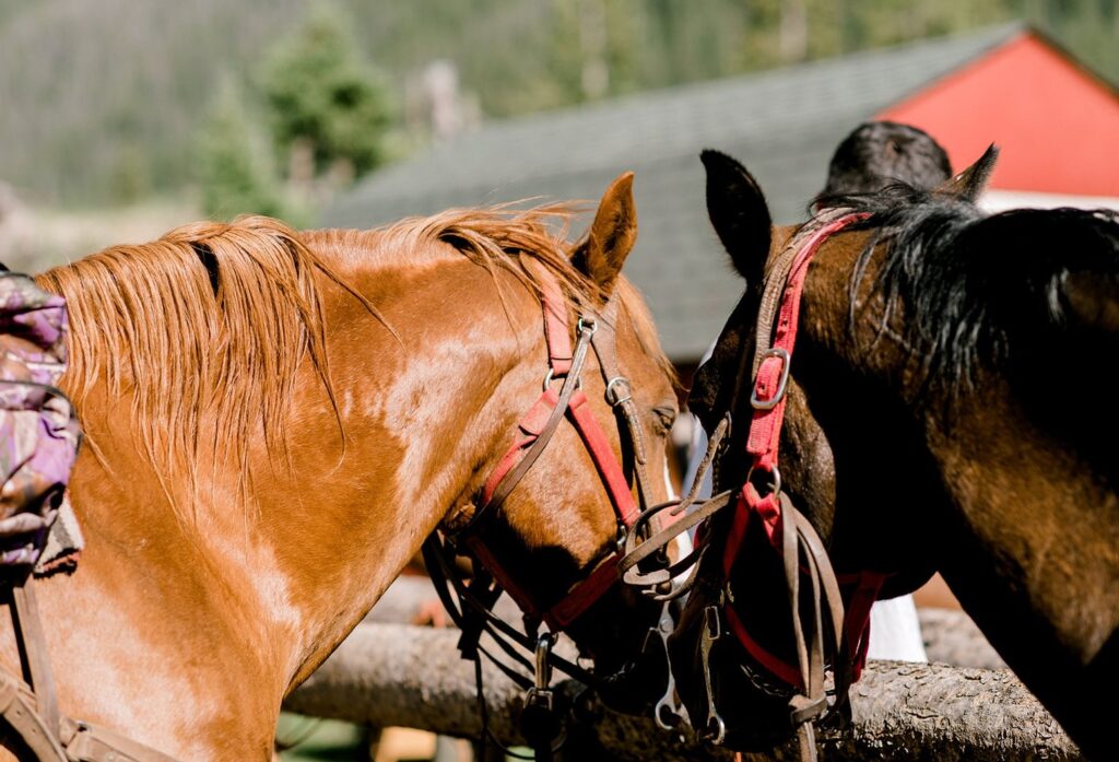 Two horses standing next to each other during a mountain family vacation.