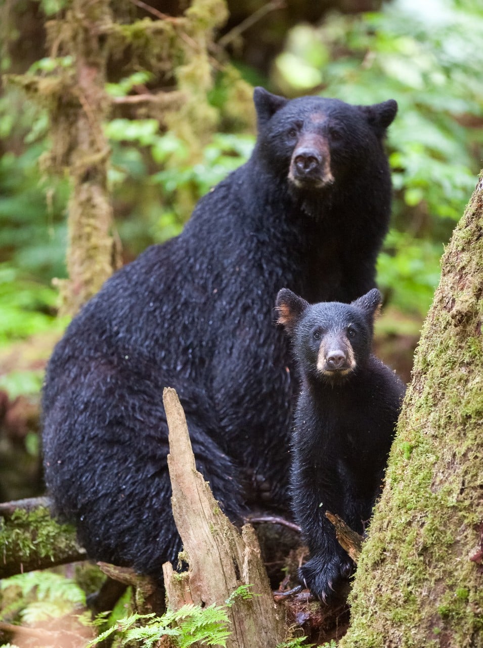 black-bear-and-cub-in-forest-facing-camera