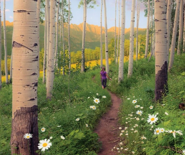 A woman hikes among aspens along a wildflower-peppered trail in Vail. Sunlight glints through the trees.