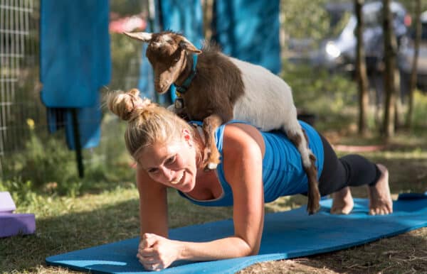 A woman practices goat yoga at Vail Stables. She smiles as she planks and a goat lays on her back. 
