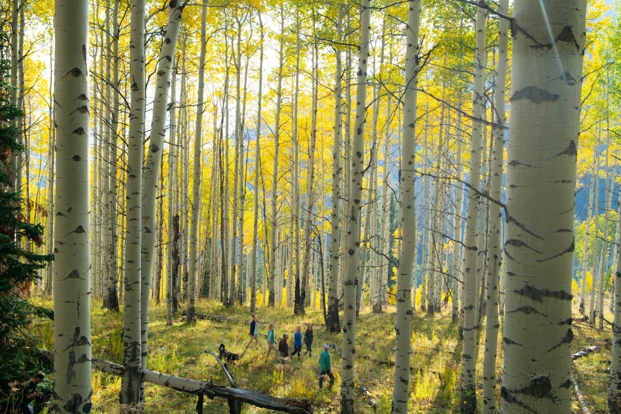 A family of six hikes through golden aspen trees in Vail, Colorado.