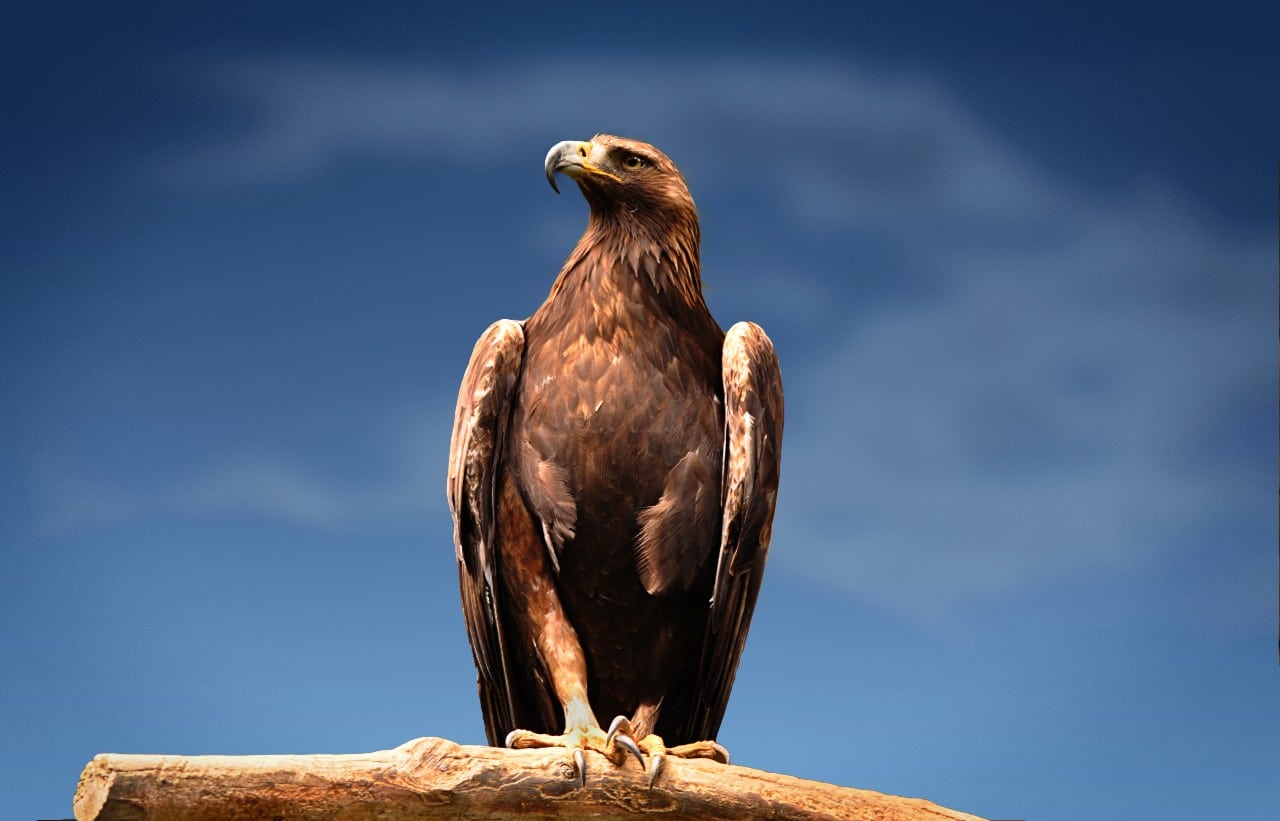 A golden eagle stands quietly on a piece of wood, its feathered wings down close to its body. A bright blue sky is in the background, with hints of white clouds.