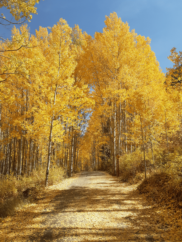 A stand of yellow aspens line a dirt trail in Vail under blue skies.