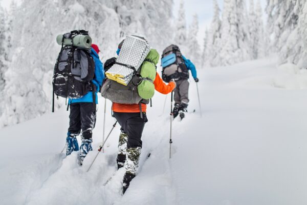 Three backcountry skiers make fresh tracks going up a pine-peppered mountainside covered with a thick blanket snow near Vail, Colorado.
