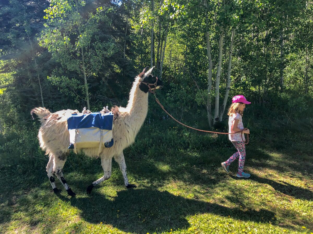 Young child walking with a llama in the forest in Vail
