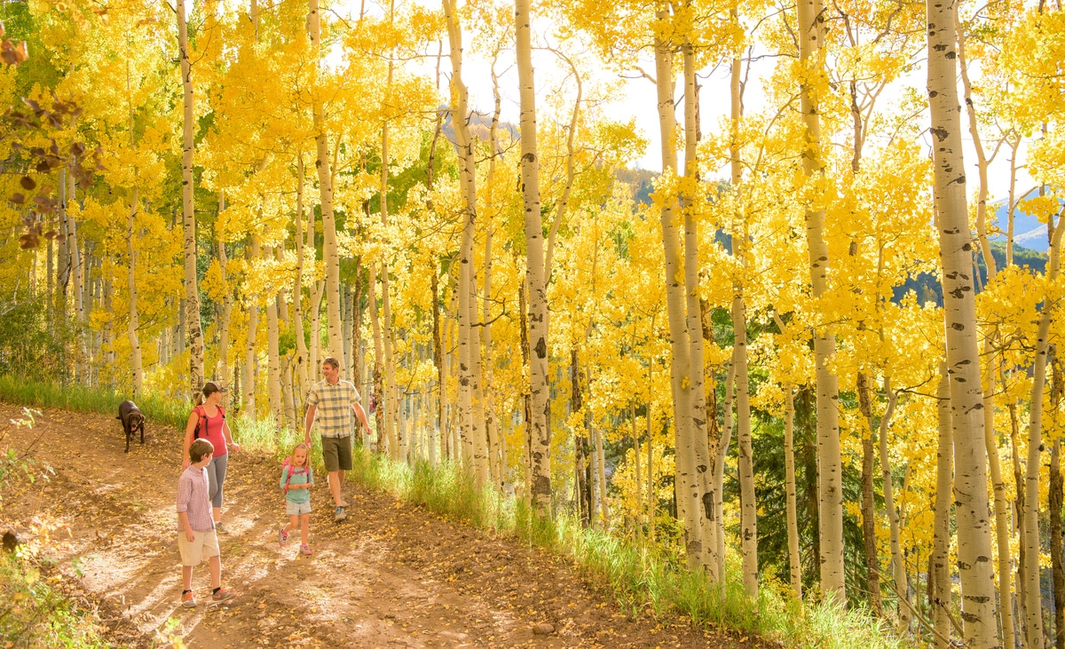 Young family walking through bright yellow aspen trees on a trail in Vail, CO