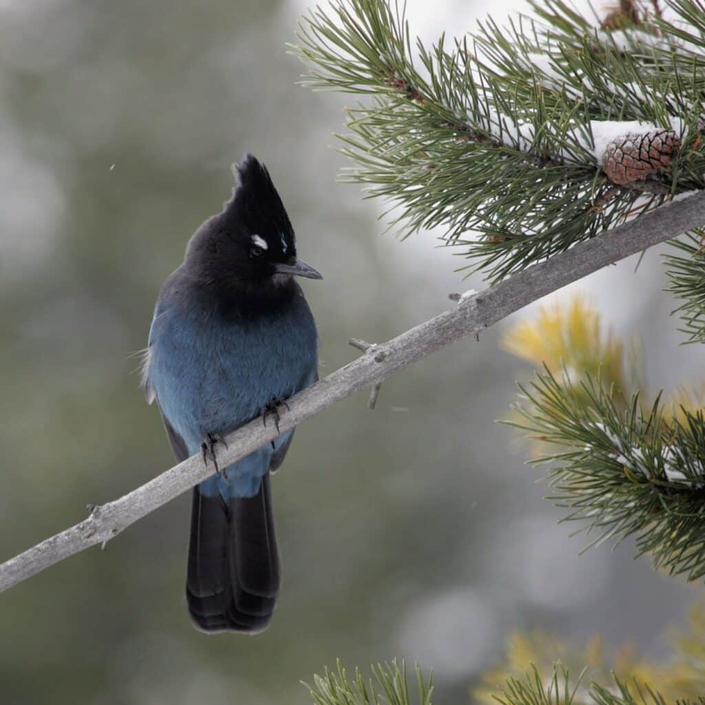 Winter Snowshoe Tour