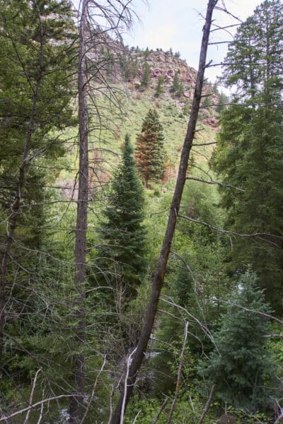 Pine trees along Two Elk trail