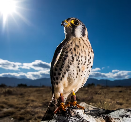 Habitats and Adaptations