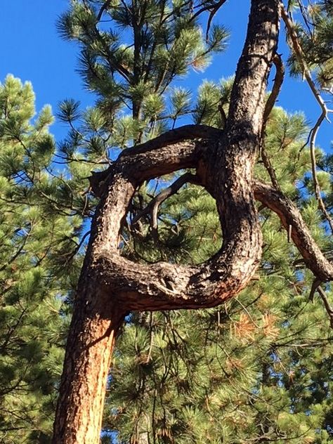 Uncover Living History: Native American Prayer Trees